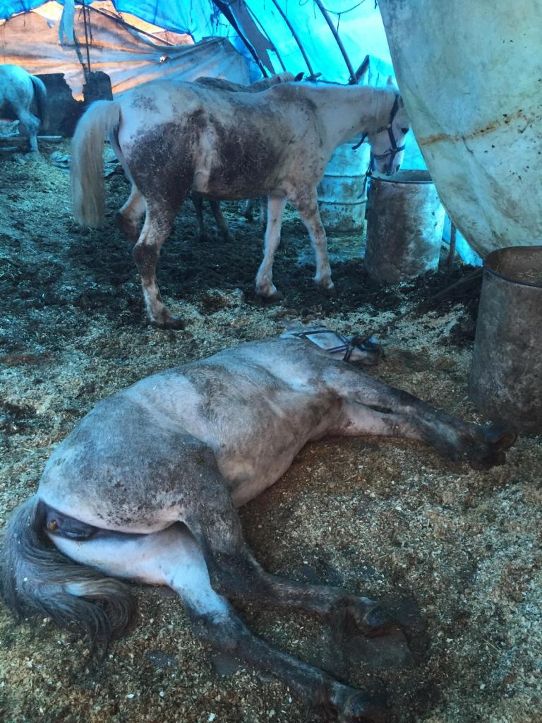 Locked up in stables for a "quarantine," horses die in dozens in Büyükada, Istanbul.