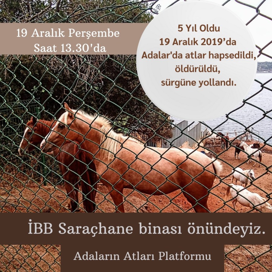 Atların hapsedilişinin 5. yılında İBB’nin&nbsp;önündeyiz