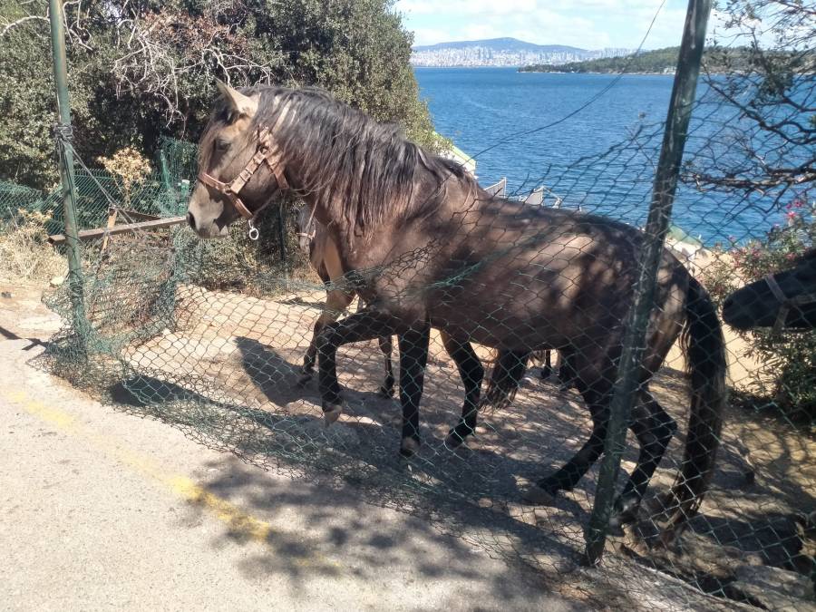 Atlar sürgün edilmesin! Bugün saat 16:30’da Büyükada’da İBB Koordinatörlüğü&nbsp;önündeyiz.